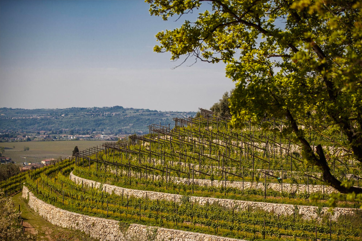 Lampoon, Viticulture