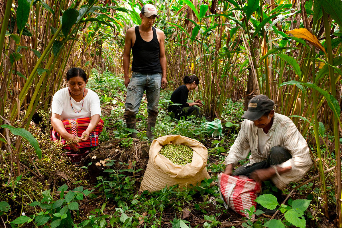 Lampoon, Guatemala Ixcán Cardamom, Luca Rinaldini