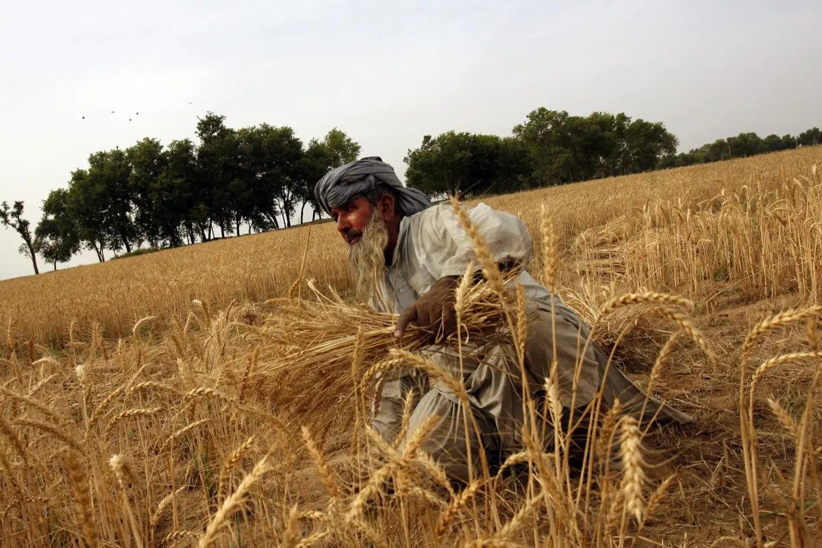 Lampoon A farmer tends to his wheat crop outside Islamabad. Facing a shortfall in crops