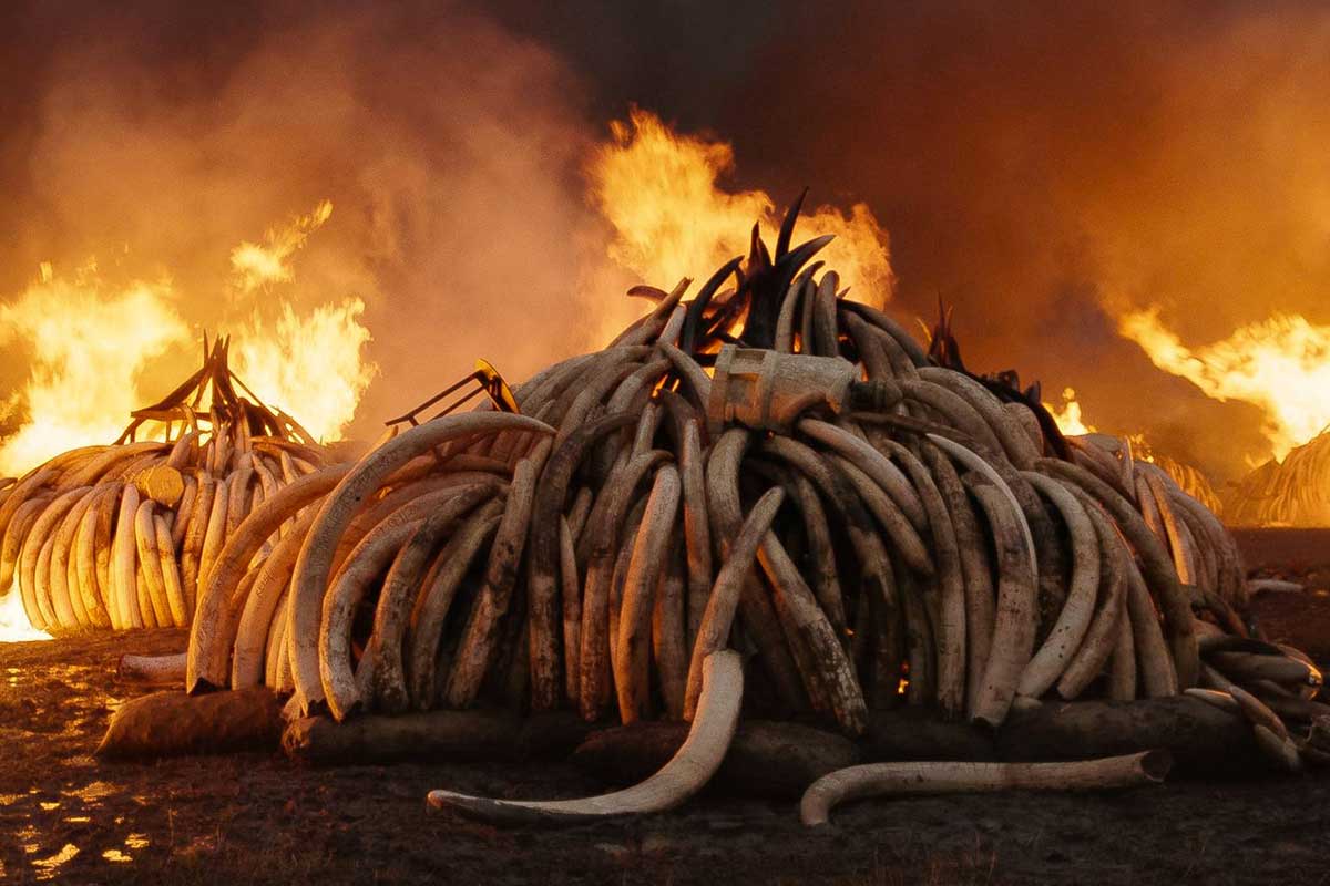 Lampoon, Elephant Tusk Burn, Nairobi National Park, Kenya