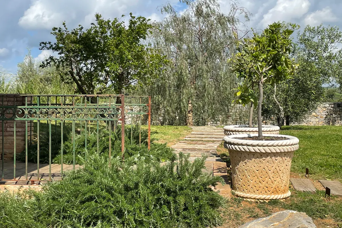 Argentaia, Magliano in Toscana, Tuscany - lemon trees