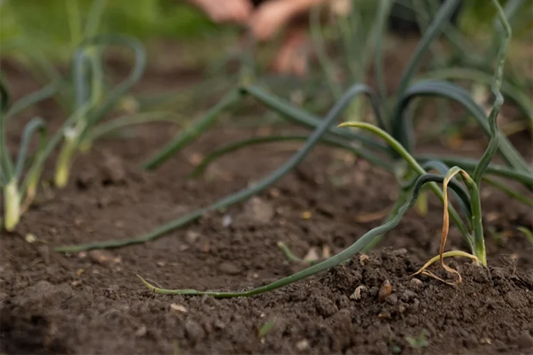 Author Bella Gonshorovitz walks readers through her self-experienced journey of Grow