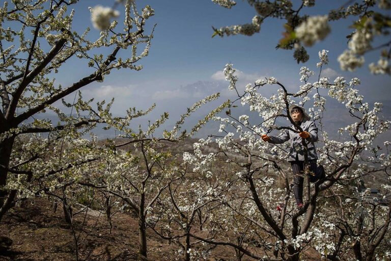 BEE LESS POLLINATION