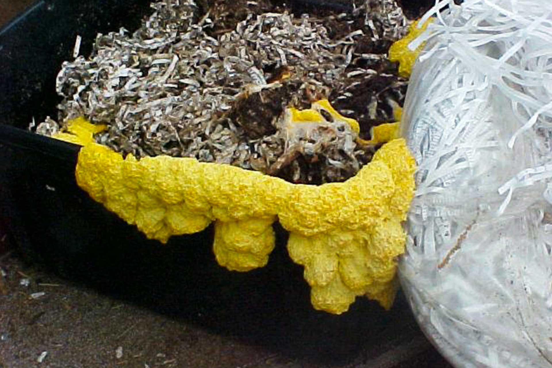 Biodegradable materials