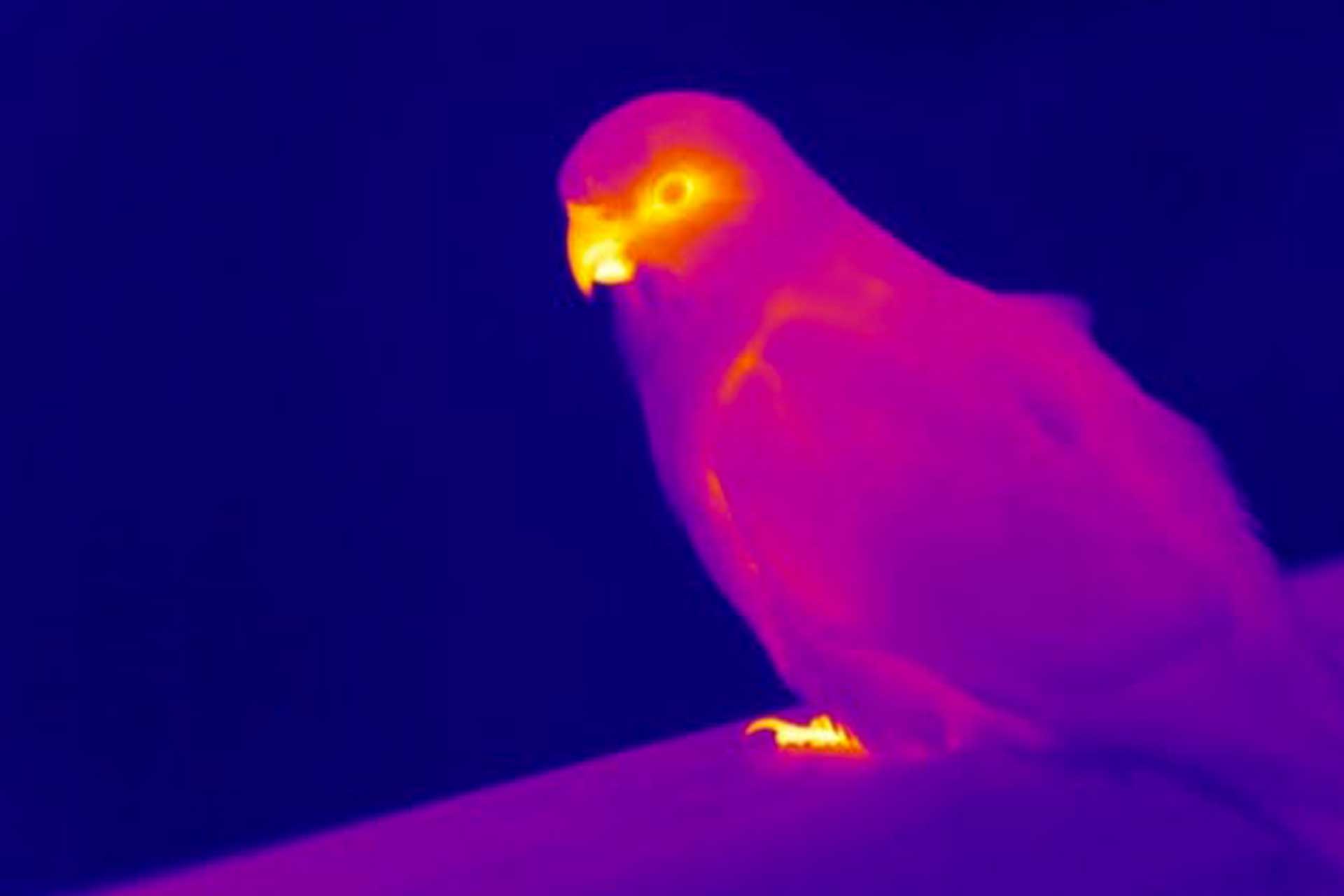 Climate change is changing birds bodies. Photography Alexandra McQueen