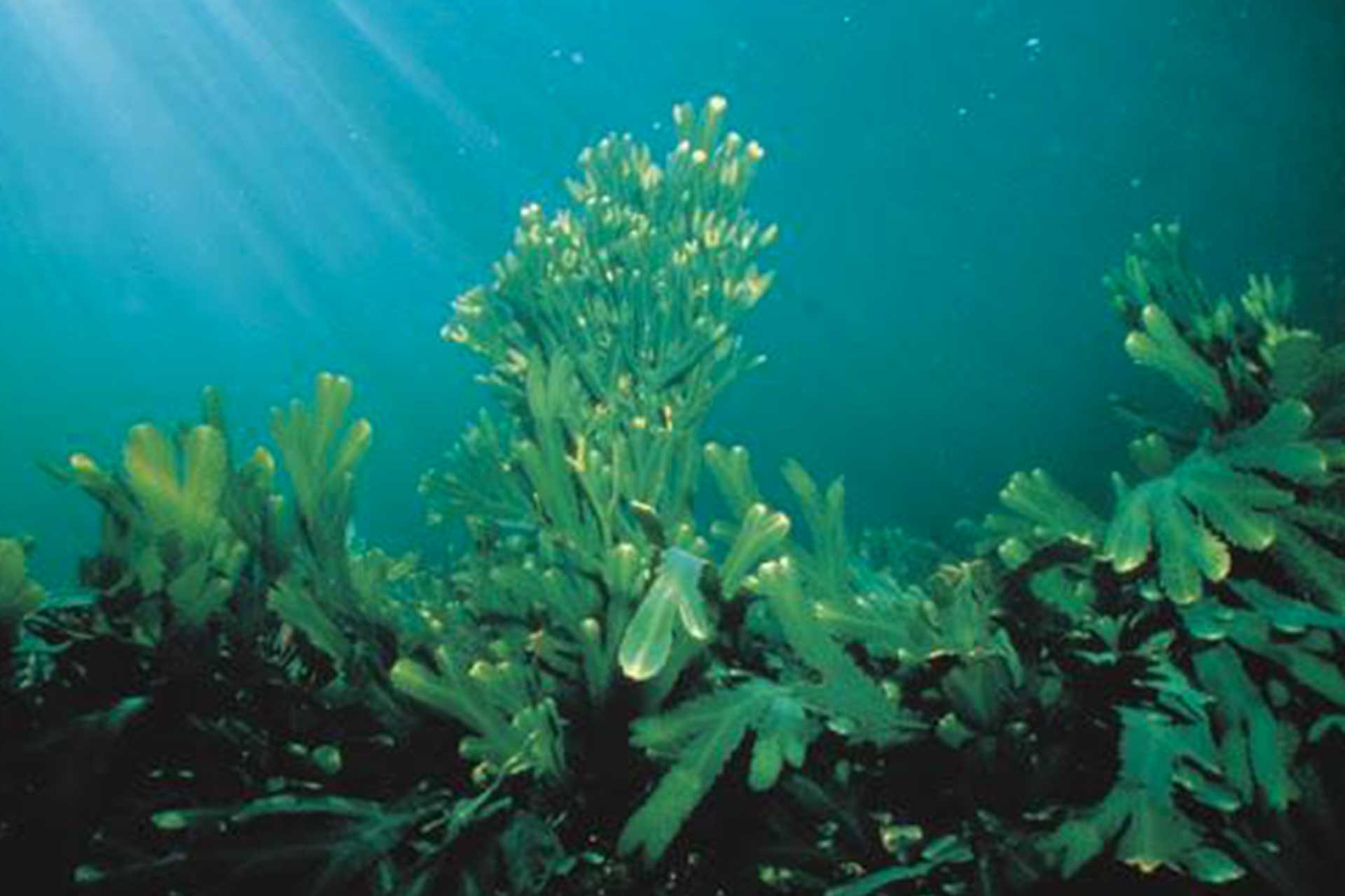 Marine phanerogams