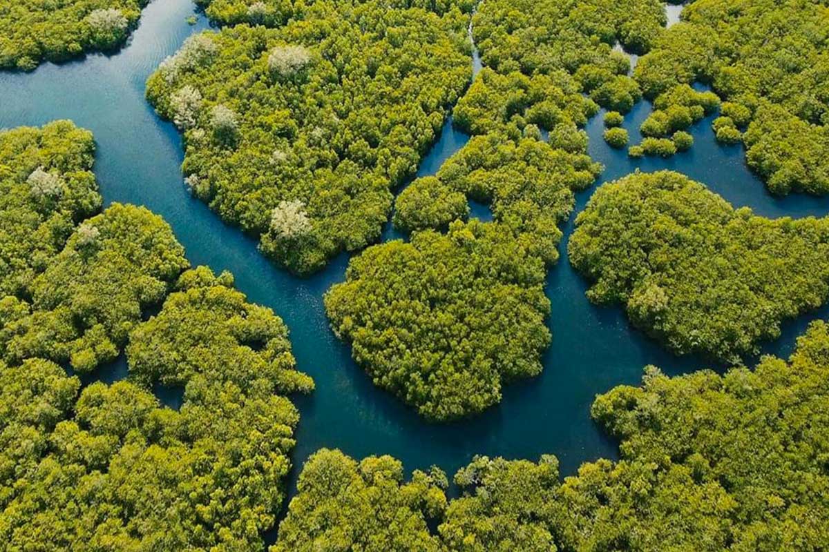 Blue carbon: carbon dioxide sequestered by coastal and marine ecosystems