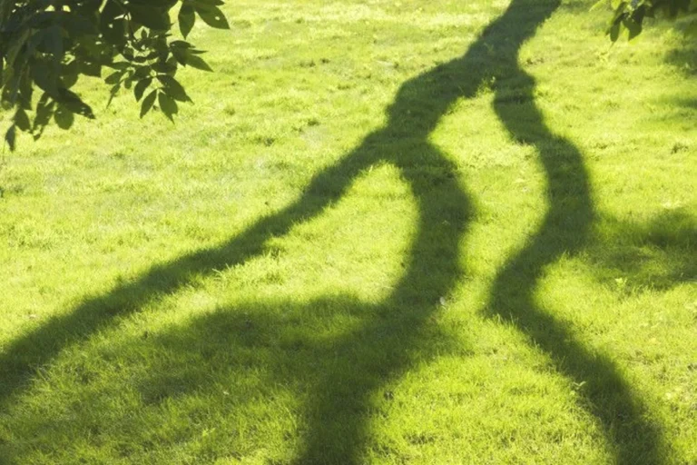 |La Memoria del Bosco