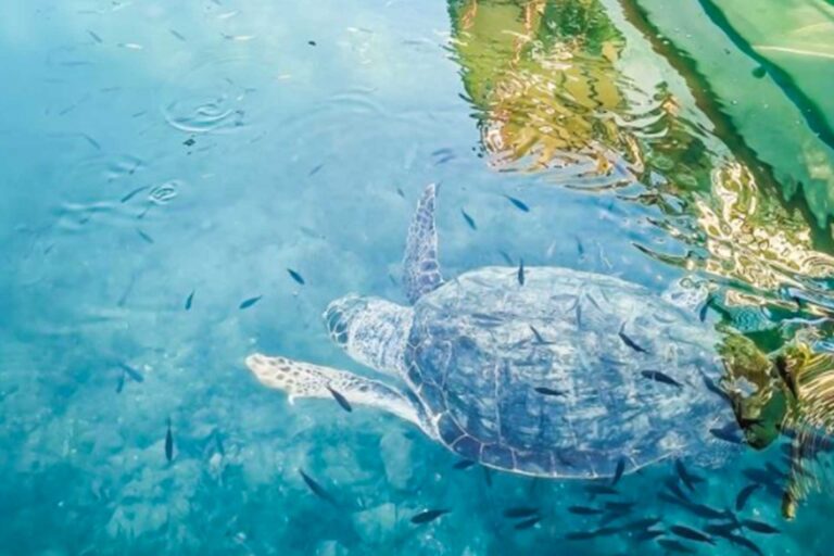 Protecting Caretta caretta turtles