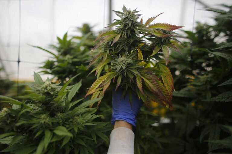 Hemp is helpful to prevent skin disorders