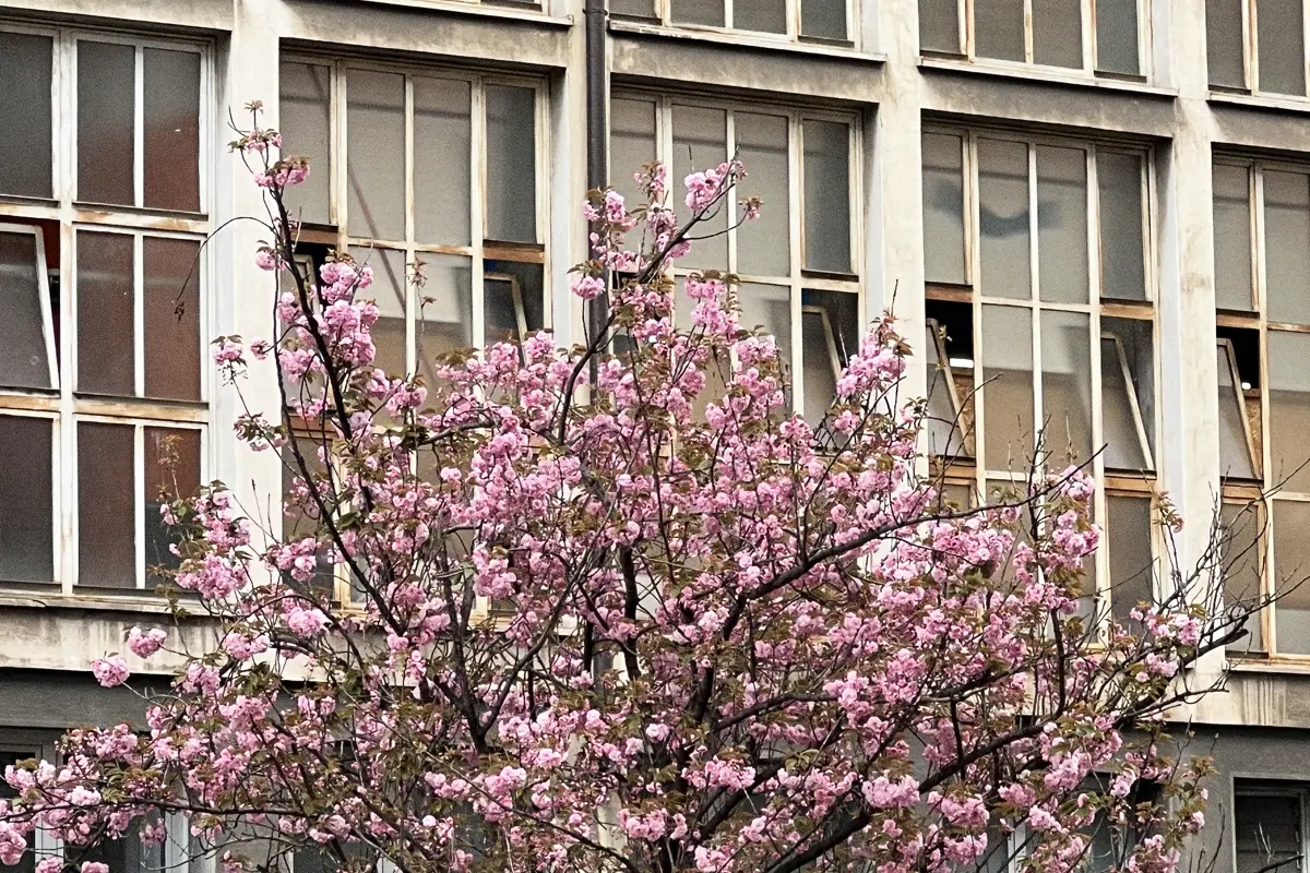 Cherry Blossom in Milan in front of grey building