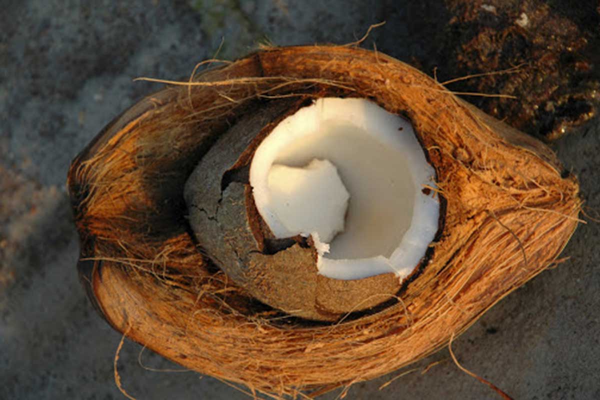 The internal core is hollow and enclosed by a brown, fibrous and woody layer (endocarp): this is the coconut