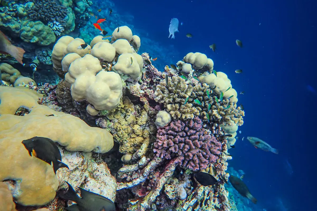 Coral Reefs restoration and climate action