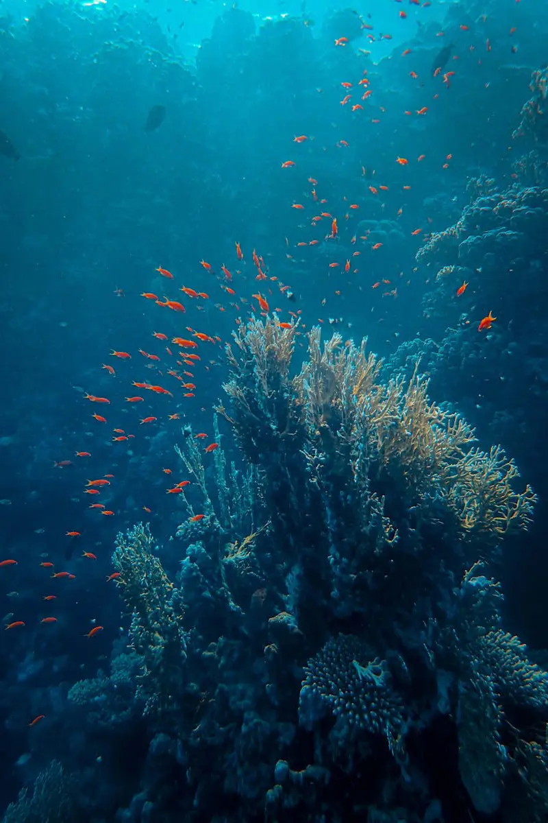 Coral Reefs