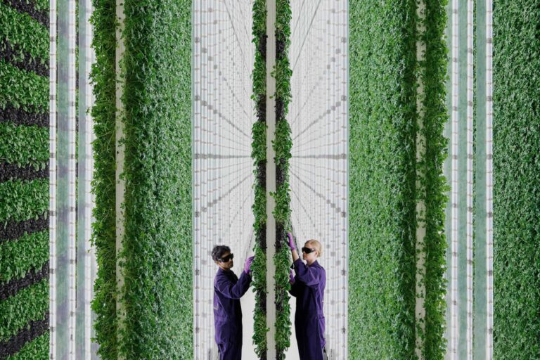VERTICAL FARMING