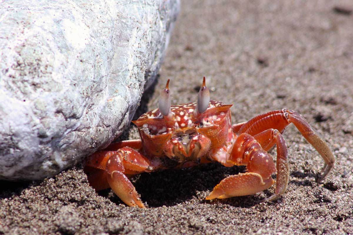 Crabyon, Lampoon