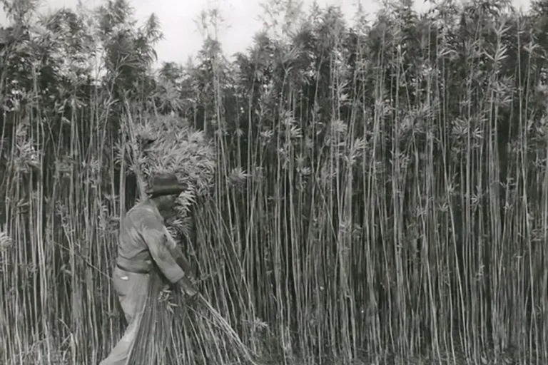 Cutting hemp by hand