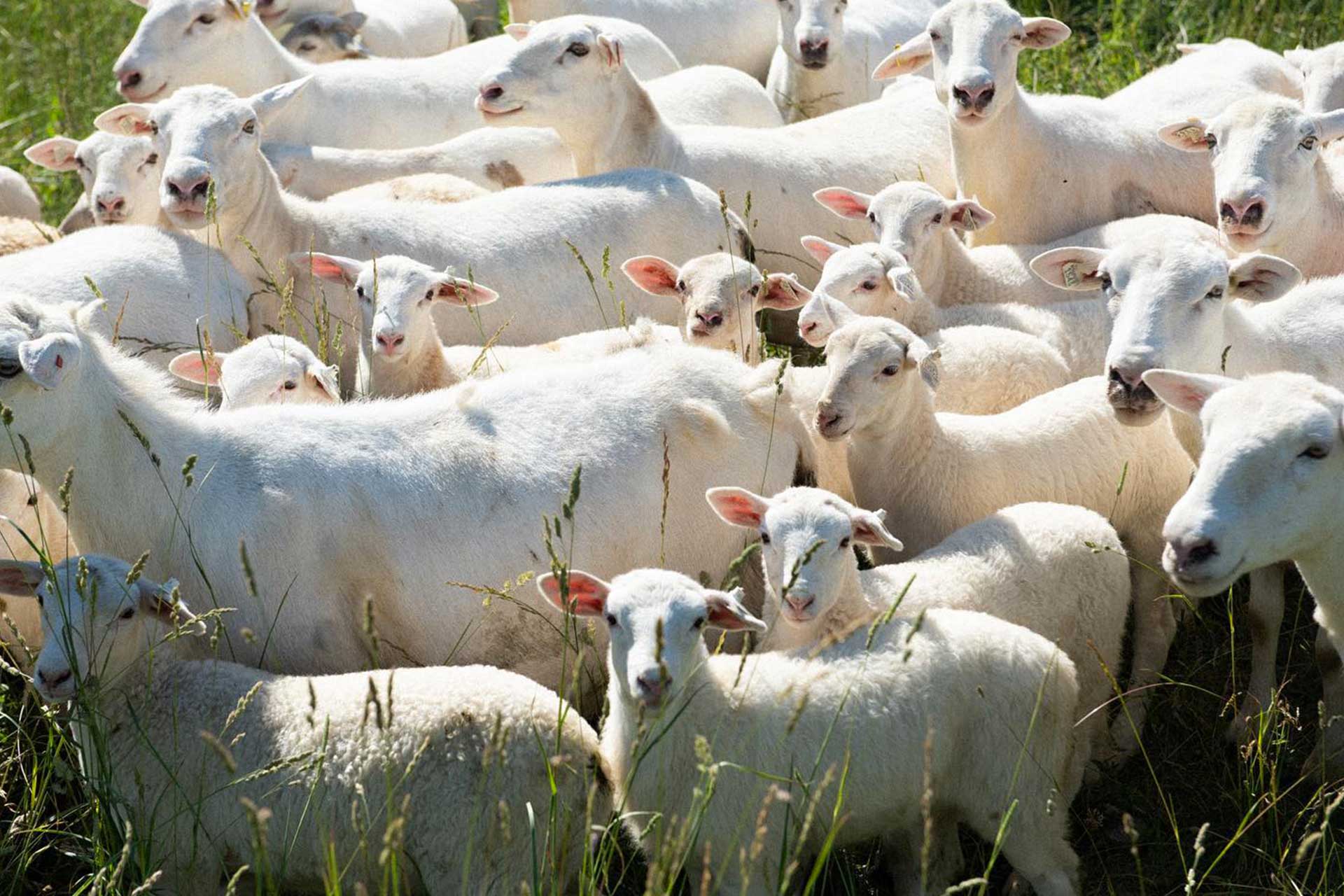 Sky High Farm Animals