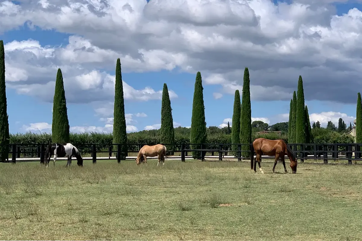 Draft horses are much larger and need a large space, which Il Borro does not lack