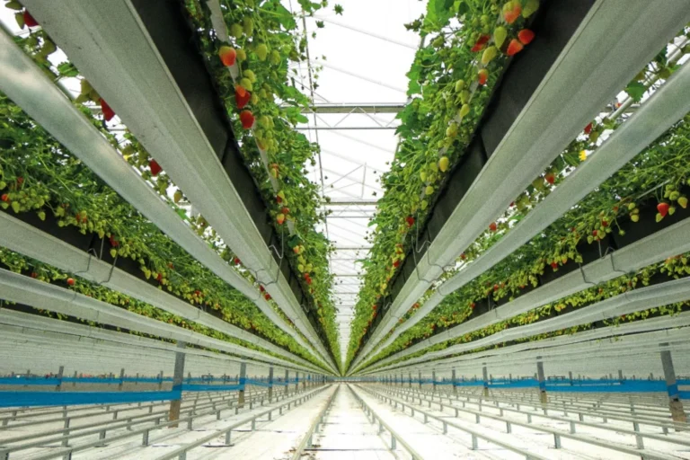 Dyson Farming agricoltura sostenibile|Dyson Farming|Cuffie Dyson OnTrac™|Dyson Farming