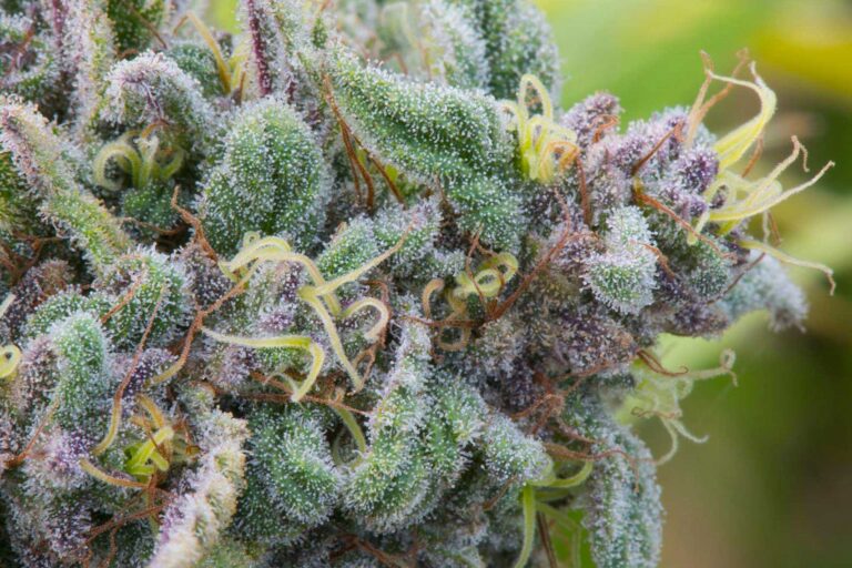 Enecta|Lampoon. Enecta cannabis in Italia|Enecta cannabis in Italia