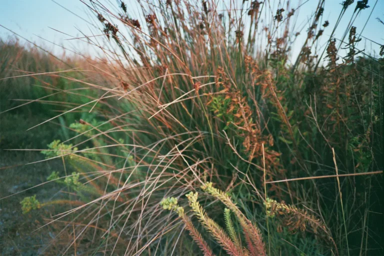 Erbe selvatiche della Sardegna