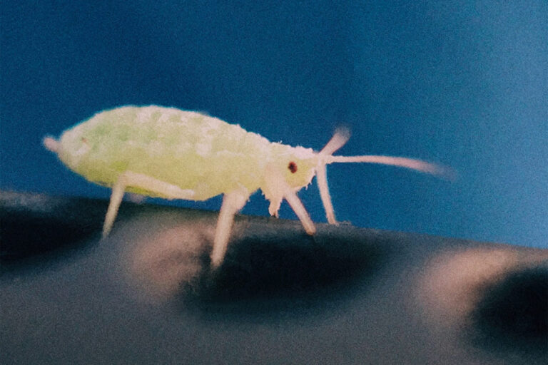 FOAD ROSHAN Lampoon Magazine|