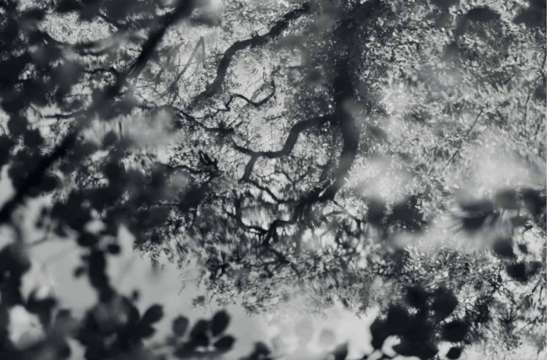 FOTOGRAFIA AARON SHUMAN PER LAMPOON 2020 – NUMERO DEDICATO ALLA FORESTAZIONE URBANA E RURALE