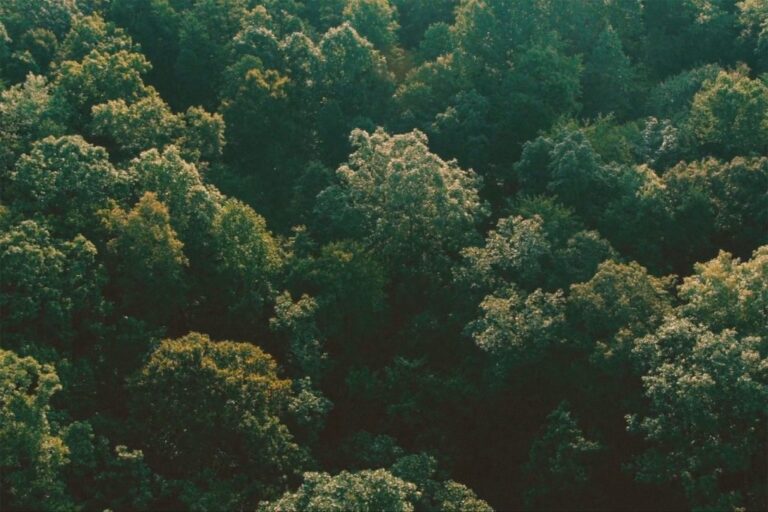 LA CARTA ECOLOGICA FAVINI 100% RICICLABILE E ZERO EMISSIONI DI CO2|FRAME FROM – SHIRO ECHO