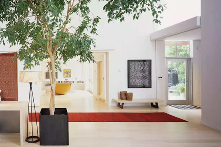 Ficus benjamin indoor