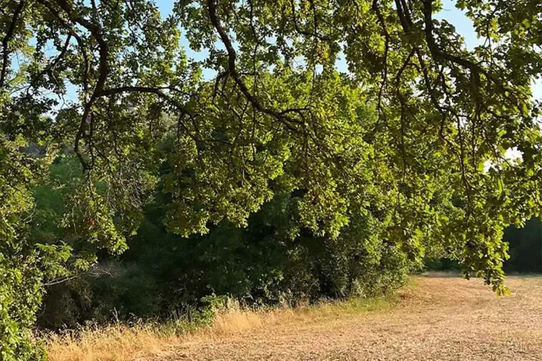 Forestami ha l'obiettivo di piantare 3 milioni di alberi a Milano e dintorni entro il 2030