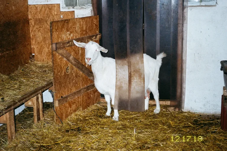 From Marie Tomanova_s memories. Mekky