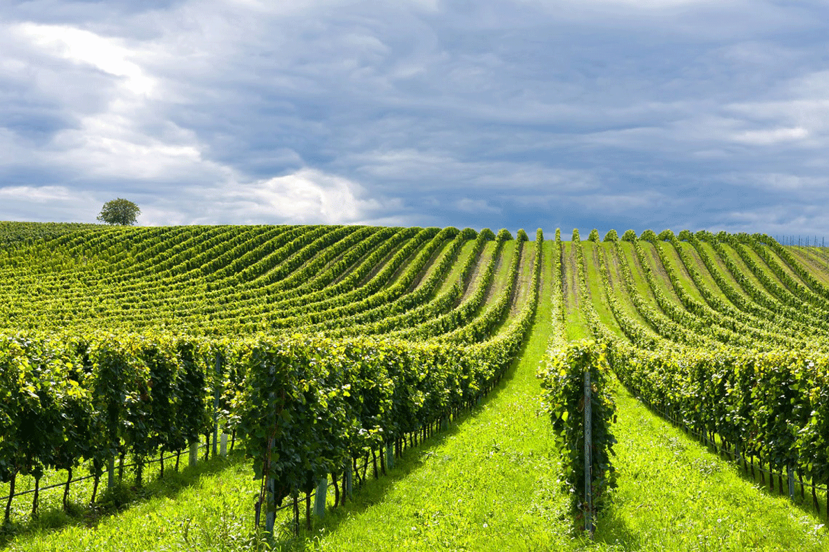 Vineyards from Fetzer Vineyards have been completely converted to organic