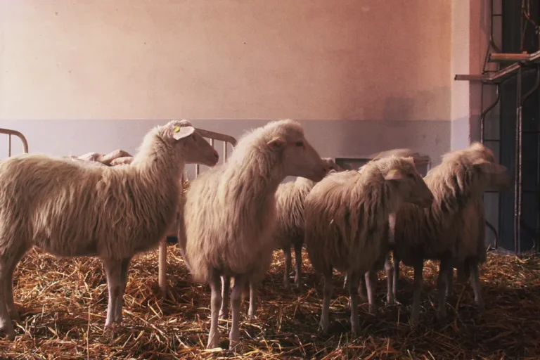 |Giorgio Andreotta Calò