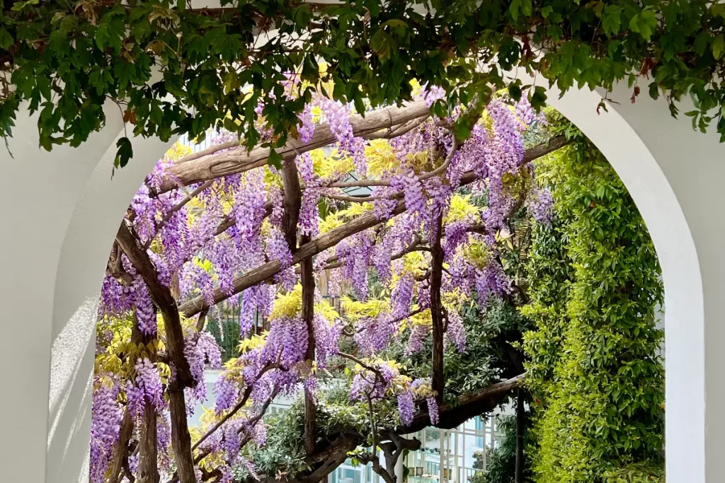 Glicine in fiore ad Amalfi