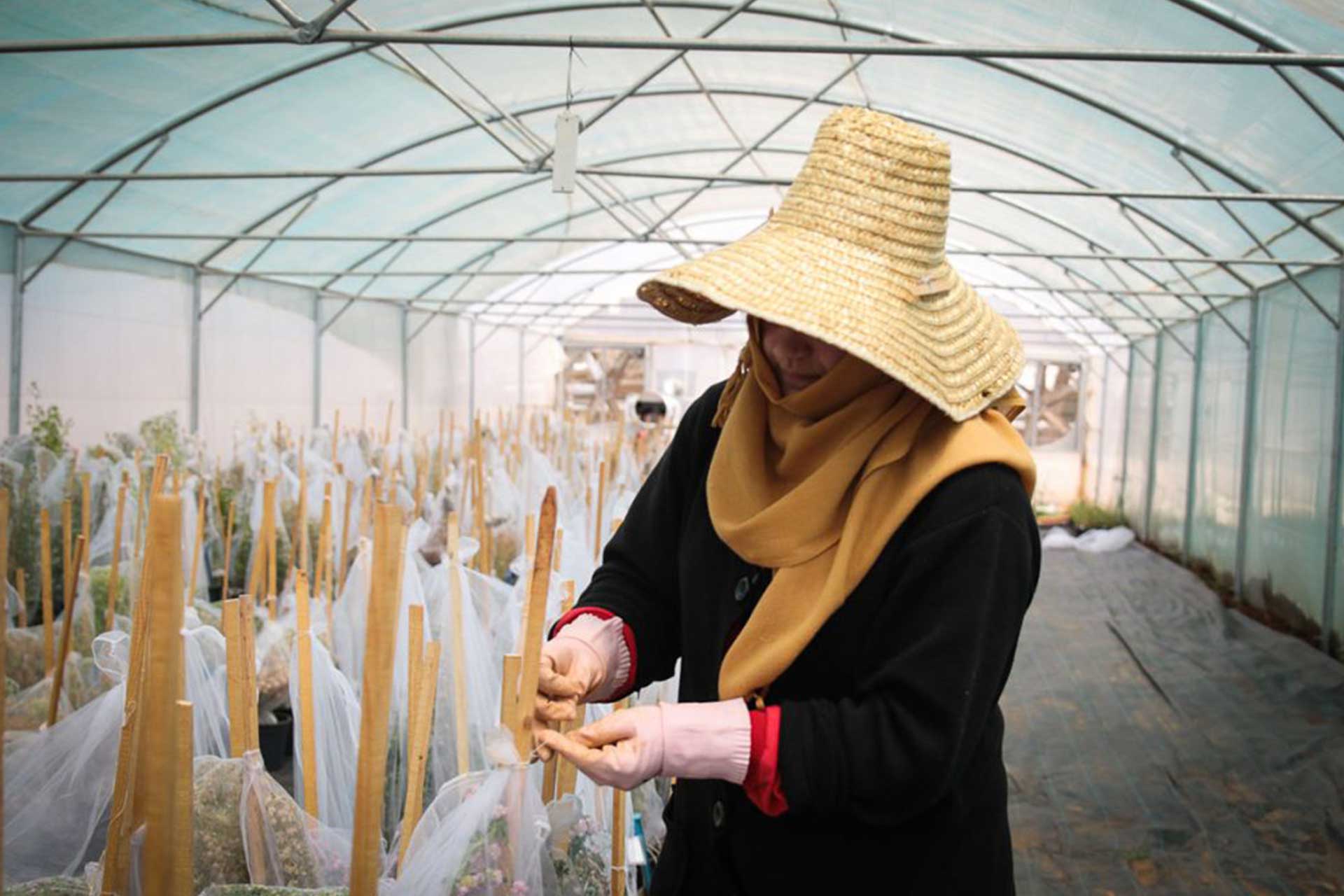 Icarda left its headquarters due to the war and re-established sites in Lebanon and Morocco. Image J.Owens/VOA