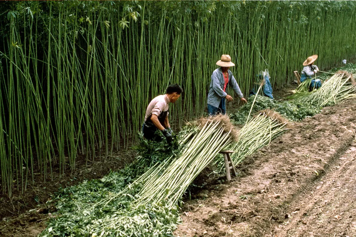 Lampoon, Hemp harvesting, Beijin, China credit Alamy