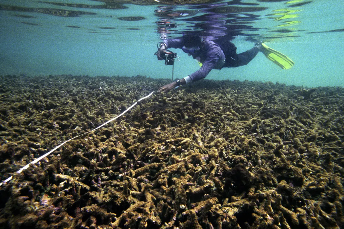 Lampoon, Hikkaduwa, Sri Lanka, Dead corals. This coral reef bleached and died in 1998 due to a rise in water temperature, Fredrik Naumann