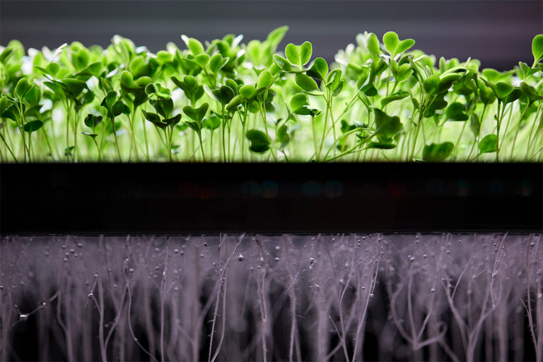 I vassoi di coltivazione aeroponica sorreggono le piantine e le radici si muovono nell’aria