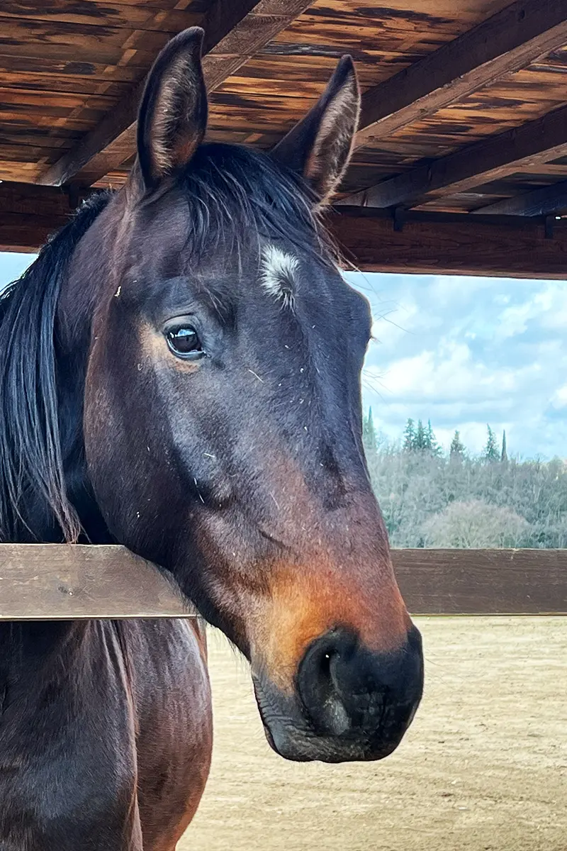 Il Borro estate has a wide space for horses