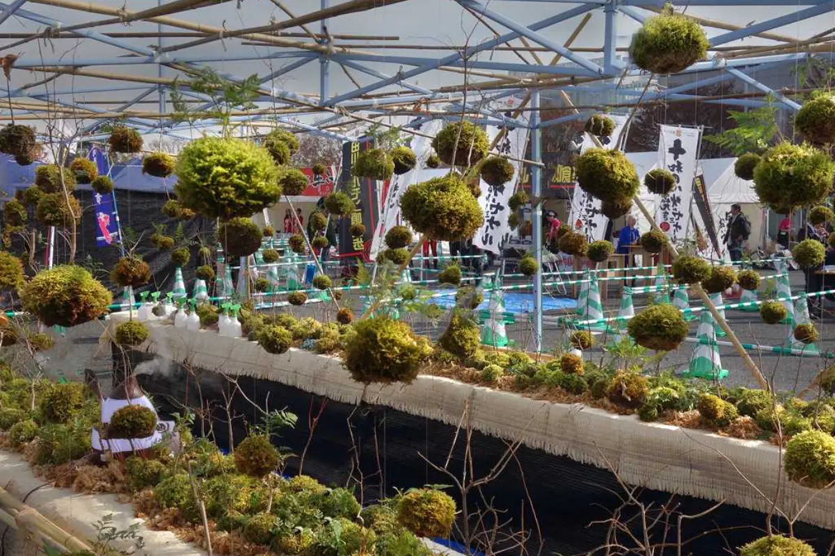 Il kokedama è larte giapponese di coltivare le piante in una palla di terra ricoperta di muschio e avvolta da uno spago o da un filo da pesca monofilamento|Orticola 2024