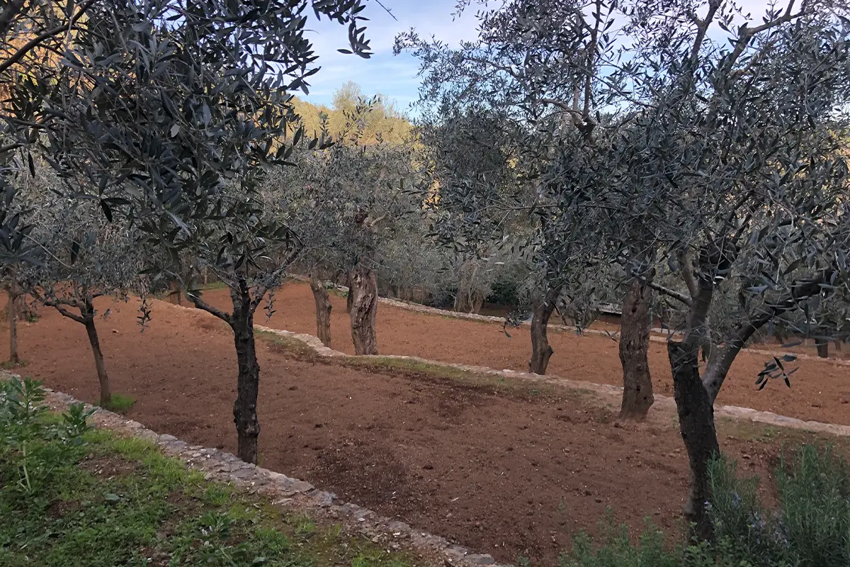 La Portofinese olive trees from which they produce the oil in Portofino