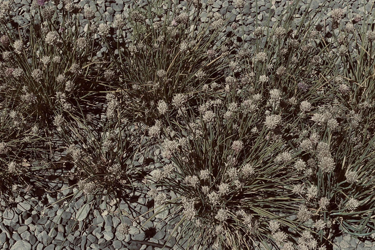 La Raia, il giardino aromatico