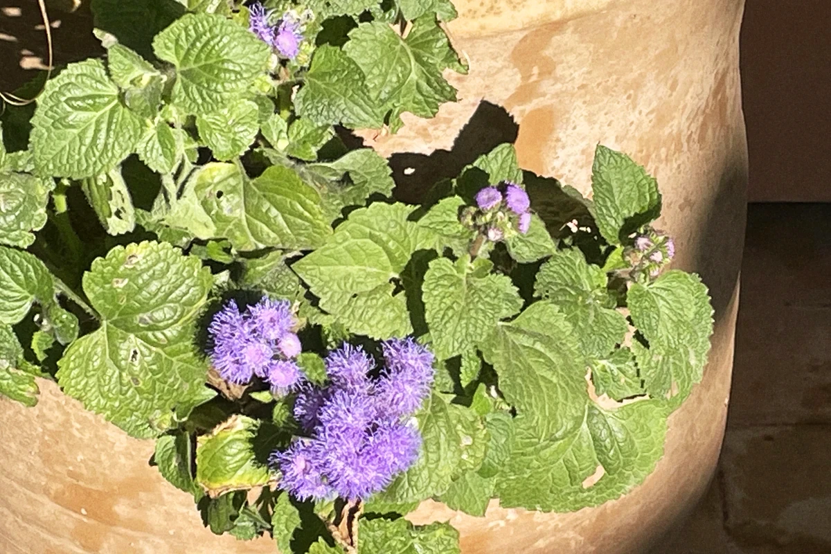 La Sultana, Marrakech - flowers in January