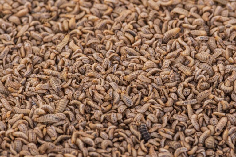 Le larve della mosca soldato|