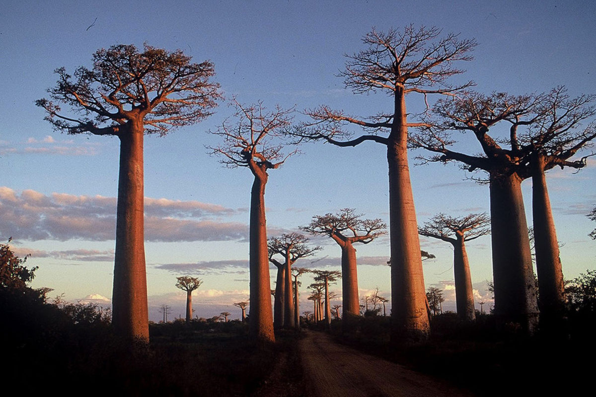 Baobabs