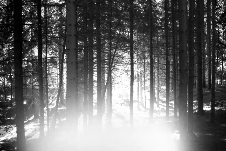 ||Mariella Bettineschi