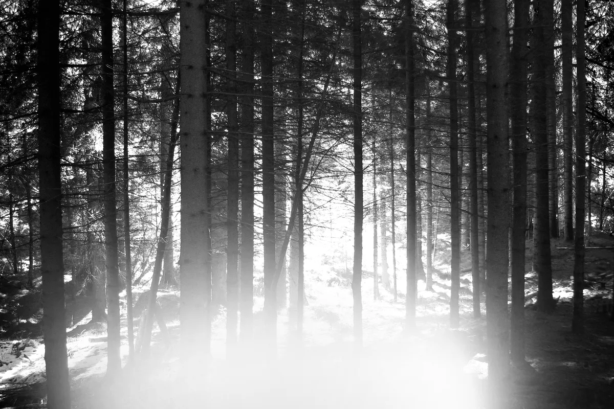 ||Mariella Bettineschi
