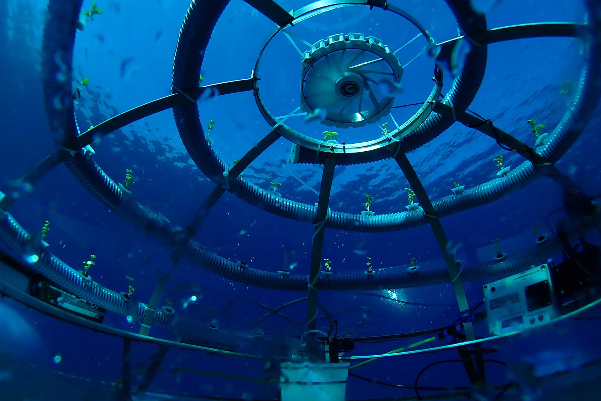 Nemo's garden