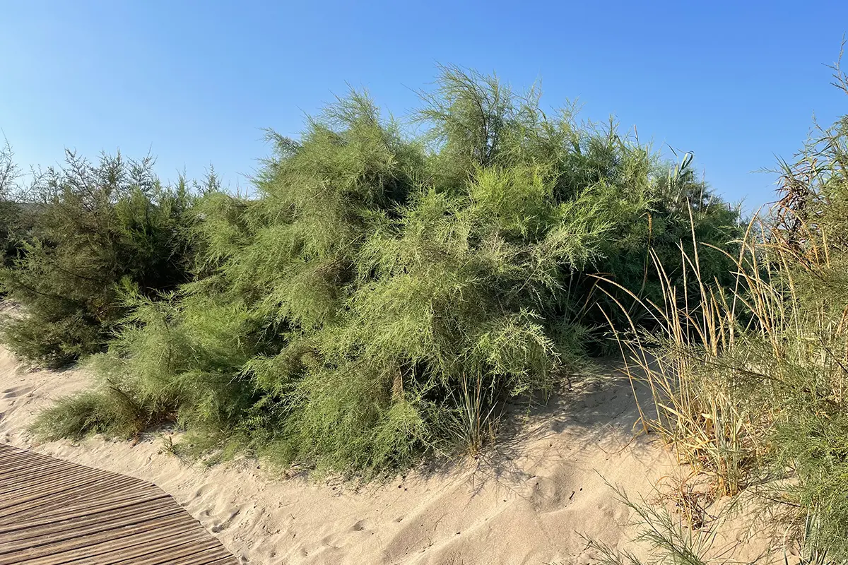 Oku, Kos – the Mediterranean taste